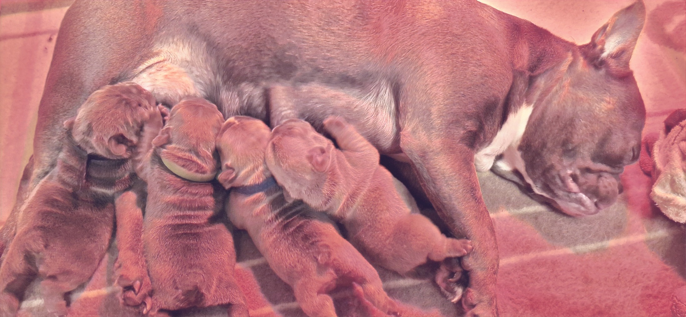 B-Wurf – Bullys aus dem Kinzigtal